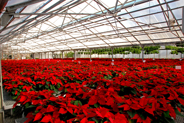 Indoor Farms Greenhouses